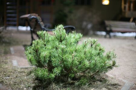 Closeup soft focus texture.の写真素材