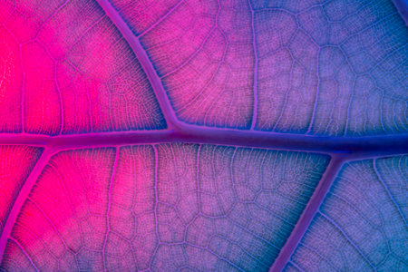 Neon fluorescens Abstract Backlit Leaf Texture imitating veins