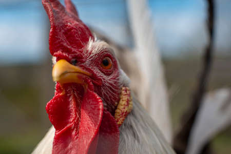 A close up of a Rooster with attitude. High quality photoの写真素材