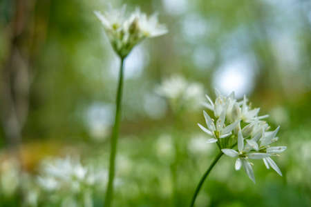 Flowering Wild Garlic (Allium Ursinum) during blossom in the late spring.の写真素材