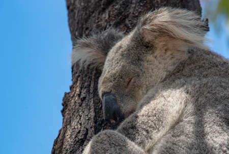Cute Koala Wild in a Eucalyptus tree high up in the Canopy of the forest on Magnetic Island,...
