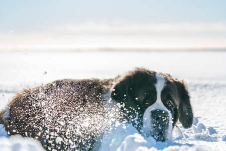 Dog Scene of adult active Saint Bernard purebred dog playing around in deep Snow on a beautiful Winter Dayの写真素材