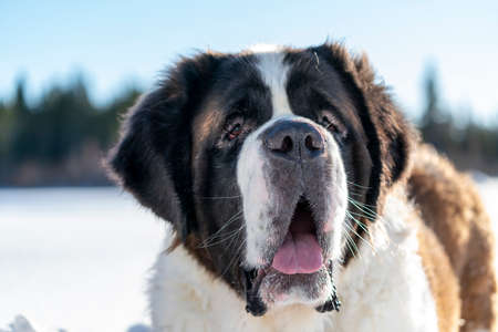 Adult active Saint Bernard Closeup Portrait purebred dog playing around in Snow on a beautiful...