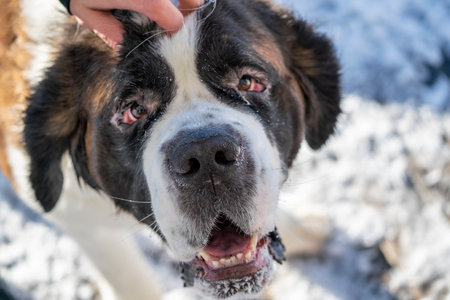 Selective focus of adult active Saint Bernard purebred dog gets patted and cubbled with on a beautiful Winter Dayの写真素材