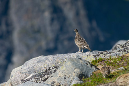 Rock Ptarmigan Bird well camouflaged against the mountains of beautiful Lofoten, Norway....