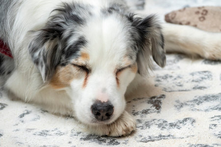 Australian Shepard tired dog laying down resting looking at camera at cafe floorの写真素材