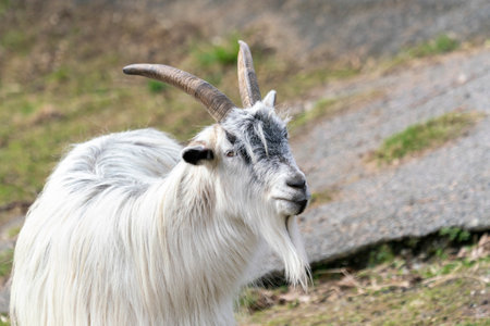 Goat Landrace Jamtland goat at Slotsskogen zoo keeping traditional animals from going extinct and...