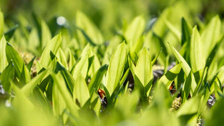 Dilute Wild Garlic ramson leaves on spring summer floor bed in beautiful forest during Springtime Scene.の写真素材