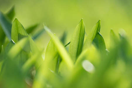Dilute Wild Garlic ramson leaves on spring summer floor bed in beautiful forest during Springtime Scene.の写真素材