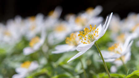 Wood Anemone Spring flower blossom field in sunlight, macro landscape of fresh wildflowers outdoors during growth mirroring environment ecology concept.の写真素材