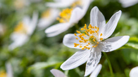 Wood Anemone Spring flower blossom field in sunlight, macro Sceneryの写真素材