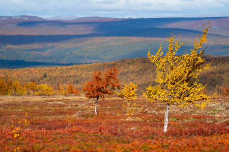 Red and Yellow isolated coloured Trees in the Autumn hills of Sweden.の写真素材