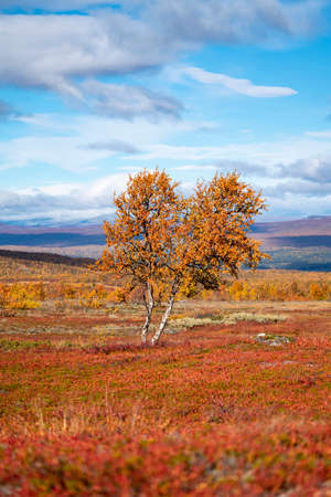 Red and Yellow isolated coloured Trees in the Autumn hills of Sweden.の写真素材