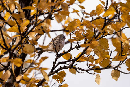 Common redpoll, Acanthis flammea in yellow birch foliage during autumnの写真素材