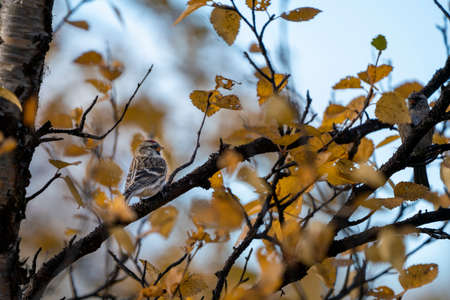 Common redpoll, Acanthis flammea in yellow birch foliage during autumnの写真素材