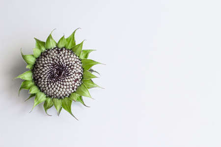 A mature sunflower with seeds on a white background, located on the left.の写真素材