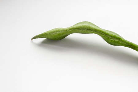 Bean pod close-up. Curved shape, with seeds inside. Space for text.