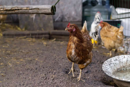 Two homemade brown chickens are walking in a chicken coop.の写真素材