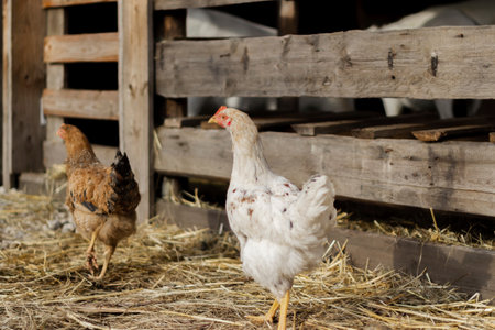 Two homemade chickens on a walk near the barn.