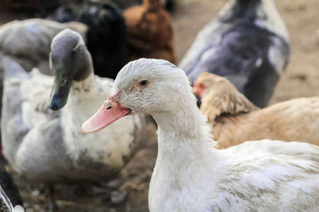 Mulard ducks walk in the poultry yard. Concept: home farm, agriculture, village, poultry yard, breeding for meat.の写真素材