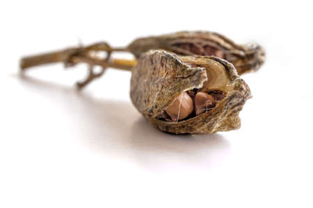 Ripe iris seeds. Scattered on the surface of the table. Space for text. Concept: garden and...