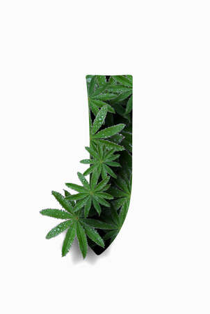 The English letter of the alphabet J, isolated on a white background. Stylized with a collage of a photo of a lupin flower leaf. Concept: graphic design, decorated font.の写真素材