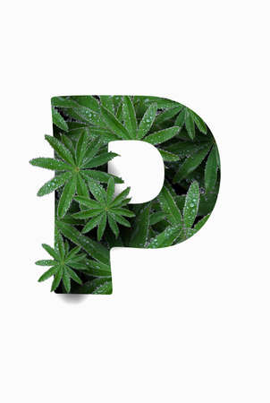 The English letter of the alphabet P, isolated on a white background. Stylized with a collage of a photo of a lupin flower leaf. Concept: graphic design, decorated font.の写真素材