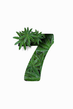 Arabic numeral seven 7, highlighted on a white background. Stylized as a collage of a photo of a lupin flower leaf. Concept: graphic design decorated with decorative font.の写真素材