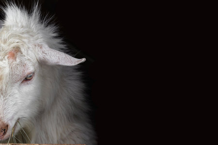 A white goat of the Zaanen breed on a dark background. Only part of the head is visible, a place for text. Concept: village, home farm, goat keeping, animal husbandry, ecological product.の写真素材