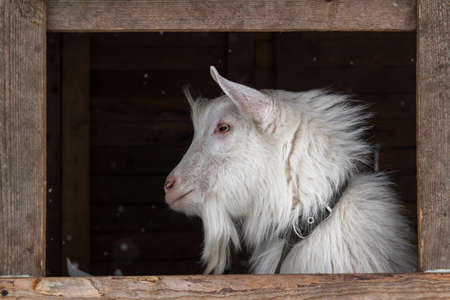 A white goat of the Zaanen breed on a dark background in a wooden frame. A window in the barn, a place for text. Concept: lifestyle, home farm, goat breeding, animal husbandry, ecological product.の写真素材