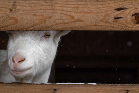 A white goat of the Zaanen breed looks out from behind the fence. Only part of the animals head is...