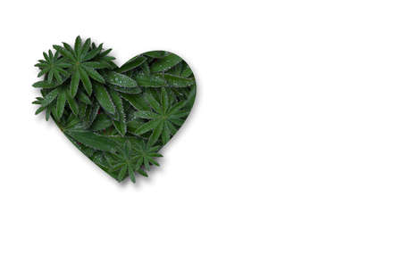 Stylized heart shape made of lupin flower leaves. Collage of plants with water drops after rain. Concept: Valentines Day holiday, valentines day and weddings, ecology and nature protection.の写真素材