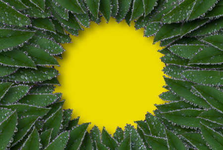 Lupine flower leaves with water drops after rain close-up on a yellow background, arranged in a...