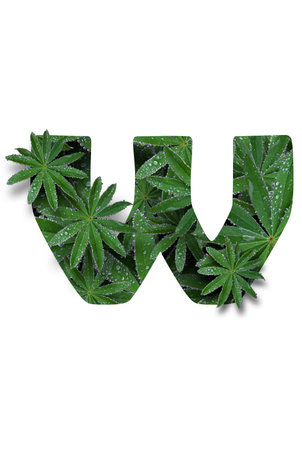 English uppercase small letter of the alphabet w, highlighted on a white background. Stylized as a collage from a photo of a lupin flower leaf. Concept: graphic design, decorated font.の写真素材