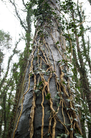 Woody stemmed, self-clinging climber ivy on beech trees.の写真素材