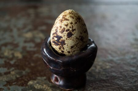 One quail egg centered, close-upの写真素材