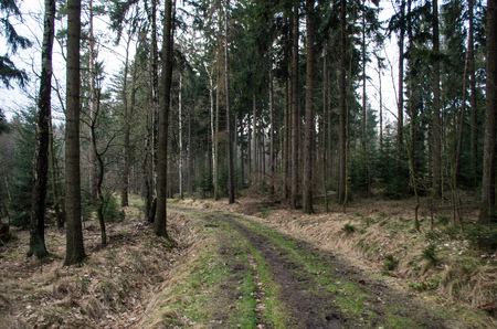 Path in the forest in nature.の写真素材