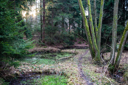 Small trail in forest with natural ponds next to it.の写真素材