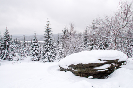 Winter landscape in Jizera Mountains.の写真素材