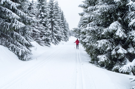 Woman doing cross-country skiing in Jizerka (Klein Iser).の写真素材