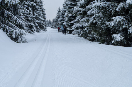 Group of people doing cross-country skiing near Jizerka.の写真素材