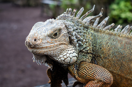 Shot of Iguana looking to the camera.の写真素材