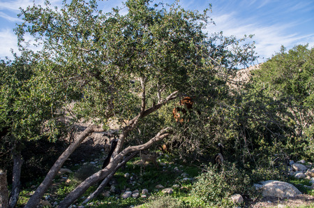 Goats in tree in Morocco.の写真素材