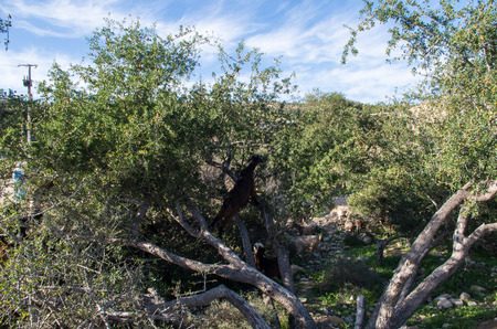 Goat looking down from tree in Morocco.の写真素材