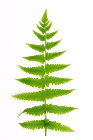 close up of isolate fern white backgroundの写真素材