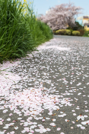 landscape of town in japan in spring walkway covered by sakura petal selective focusの写真素材