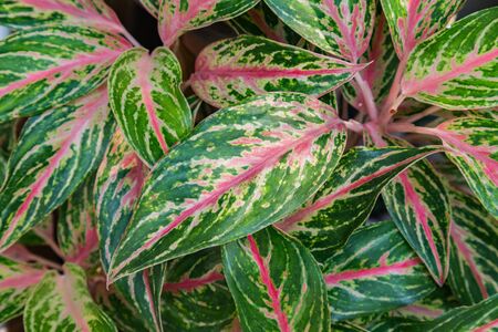 leaf texture green and red colorの写真素材