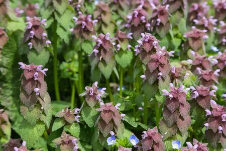 close up of plant purple leaf soft and selective focusの写真素材
