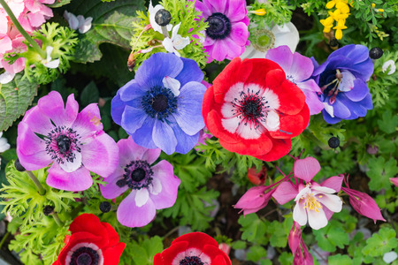group of colorful flower top view close upの写真素材