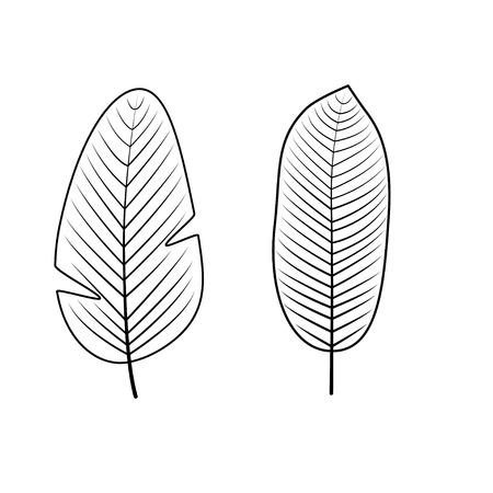 Tropical Palm leaves isolated on white background. Outline vector illustration. Jungle leaves. Used illustration for coloring book, posters, invitations.のイラスト素材